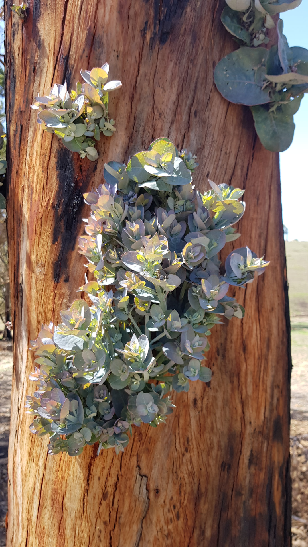 Eucalyptus regrowth on a burnt tree trunk after bushfire recovery